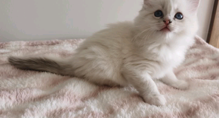 7 weeks pure breed Ragdoll kitten