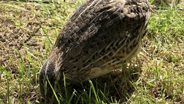 Quails For Sale