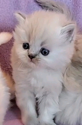 Beautiful Purebred Persians!!