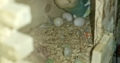 Tame bonded Pair Of Conures, Pair of LoveBirds & Budgie + cage