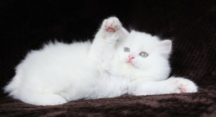 Pure White Persian Male Kitten