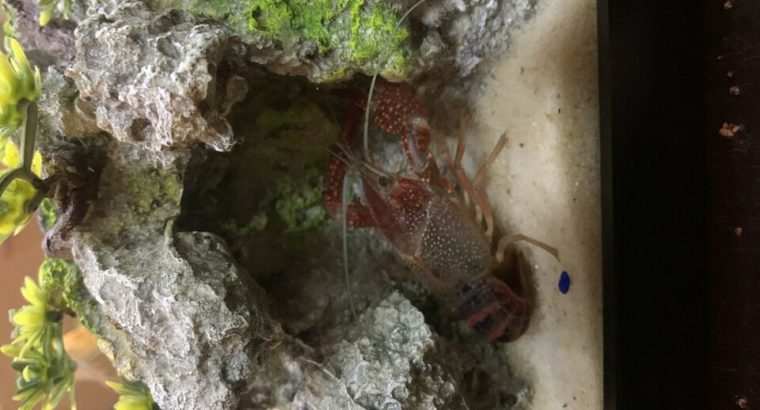 Pleco and Red Crayfish