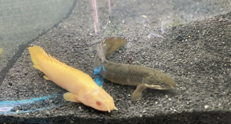 Polypetros fish rehoming