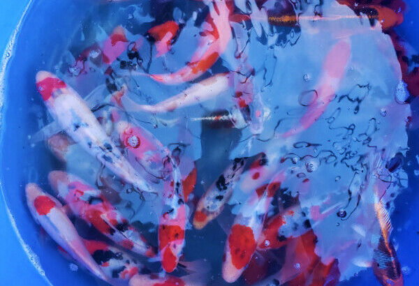 NEW JAPAN SHIPMENT**HIGH QUALITY KOI FISH SALE**