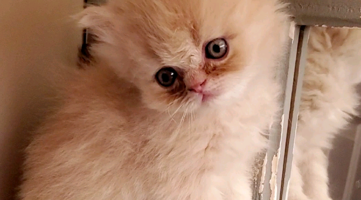 Purebred Doll Face Persian Kittens