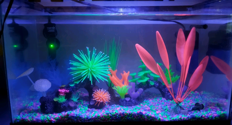 5 Assorted Glofish with ornaments + lights!