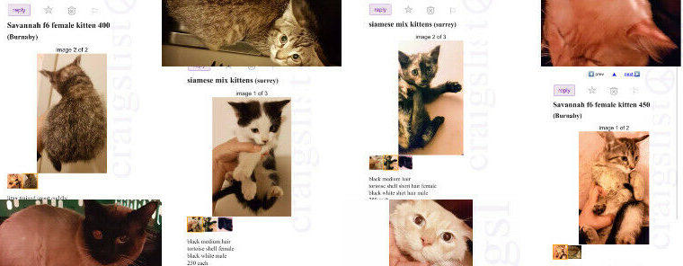 Wanted: Did you sell kittens recently??? Are these them???