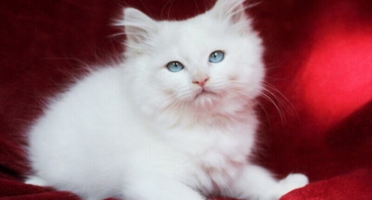 LILAC BICOLOUR RAGDOLL BOY KITTEN