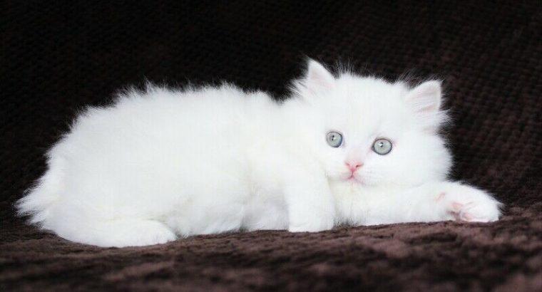 Pure White Persian Male Kitten