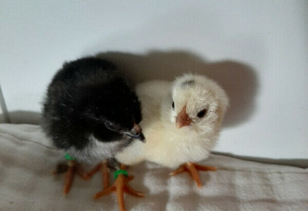 Chicks for sale – Sold out