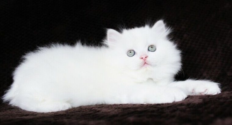 Pure White Persian Male Kitten