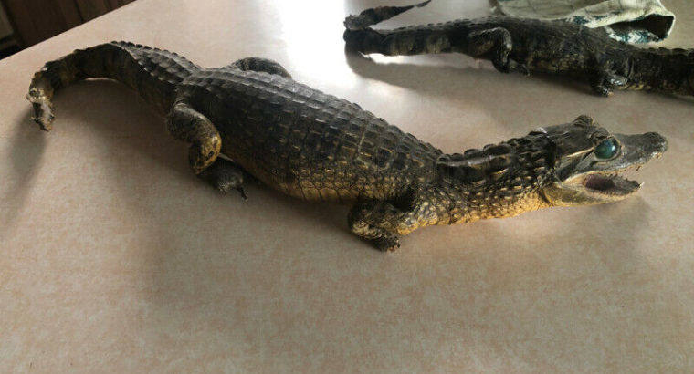 crocodile alligator real stuffed taxidermy