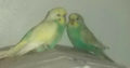 Tame bonded Pair Of Conures, Pair of LoveBirds & Budgie + cage