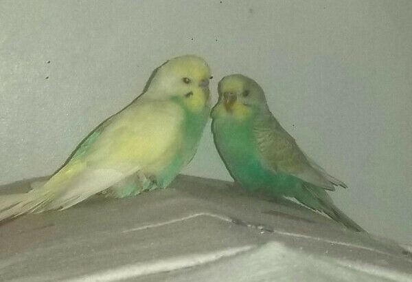 Tame bonded Pair Of Conures, Pair of LoveBirds & Budgie + cage