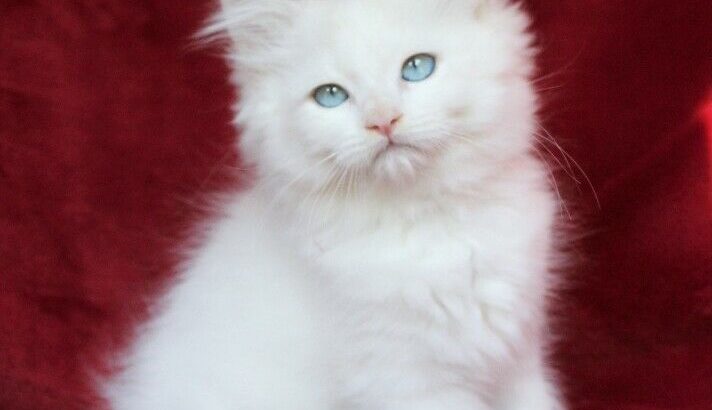 LILAC BICOLOUR RAGDOLL BOY KITTEN