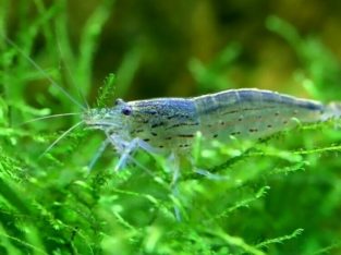 Wanted: Wanted: amano shrimp for my fish tank