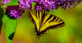 Backyard Pollinators (Online Webinar)