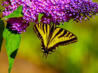 Backyard Pollinators (Online Webinar)