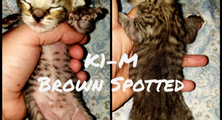 Savannah F5 PB Kittens Ready in July!