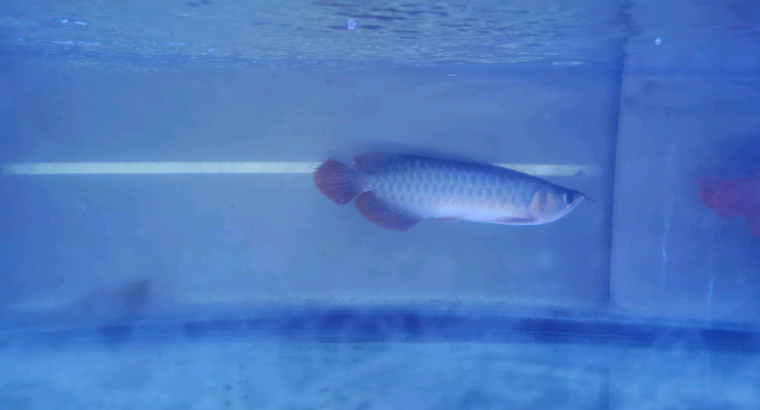 Indonesia red arowana