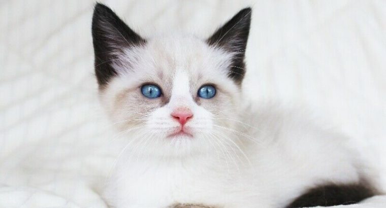 RAGDOLL SIAMESE MALE KITTENS FOR ADOPTION