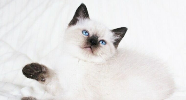 RAGDOLL SIAMESE MALE KITTENS FOR ADOPTION