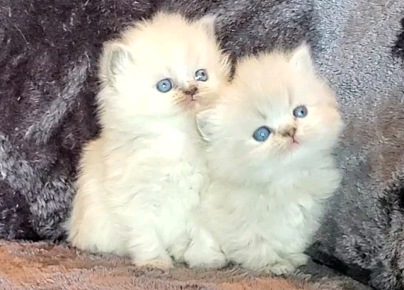 Beautiful Purebred Persians!!