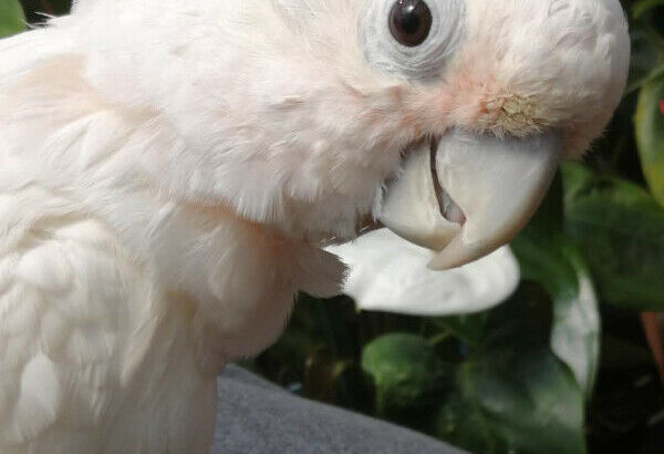 White Goffin Cockatoo, Female Adult, Healthy & Tame For Sale