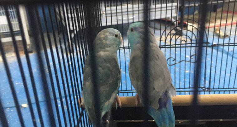 Parrotlets