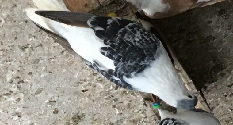 Afghan pigeon