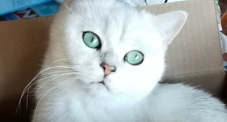 British Shorthair Cat “Pending”