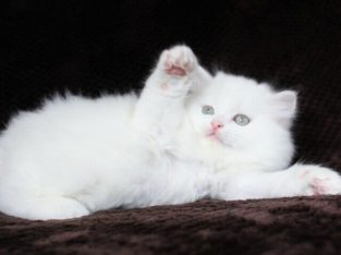 Pure White Persian Male Kitten