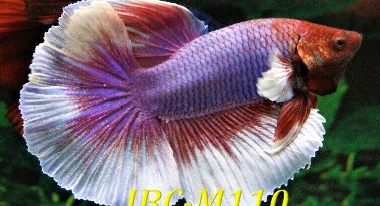 Dumbo Ear Betta Fish