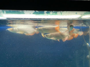 Asian arowana for sale or pre-sale