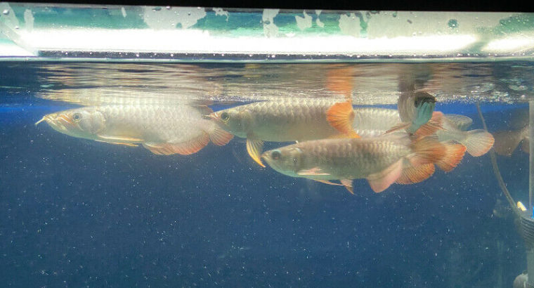 Asian arowana for sale or pre-sale