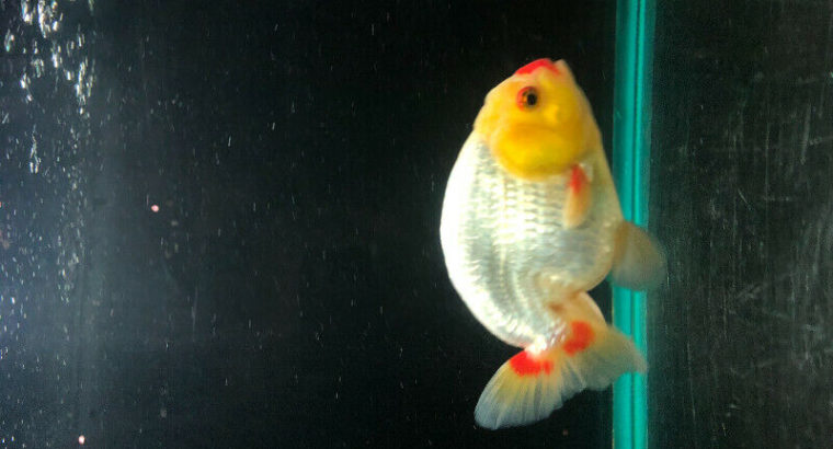 Ranchu Goldfish