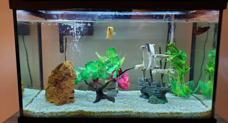 29 gallon Fluval Aquarium for sale