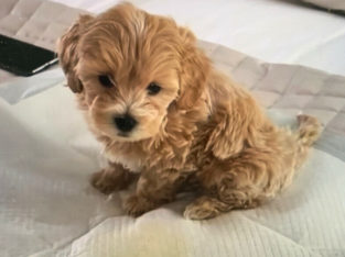 Wanted: Looking for Teacup maltipoo puppy