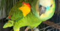 Yellow,blue Headed Amazon Parrot