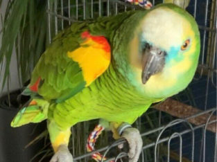 Yellow,blue Headed Amazon Parrot