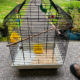 Bird cage $50