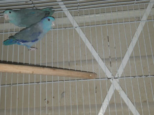 Parrotlet breeding pair