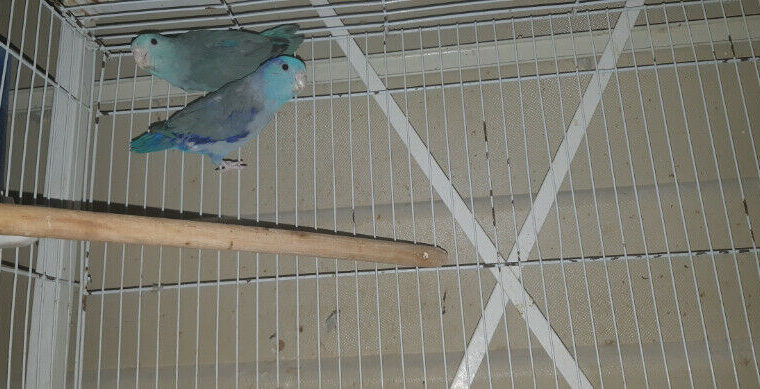 Parrotlet breeding pair