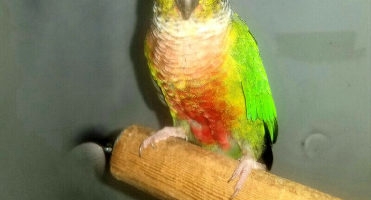 Tame bonded Pair Conures/Pair LoveBirds/pair Budgies/pair Canary