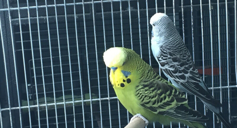 English Budgies