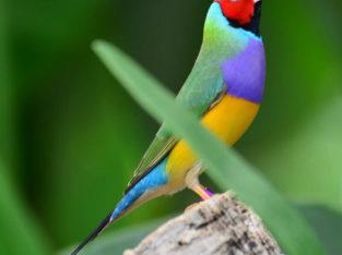 gouldian finch adults for sale