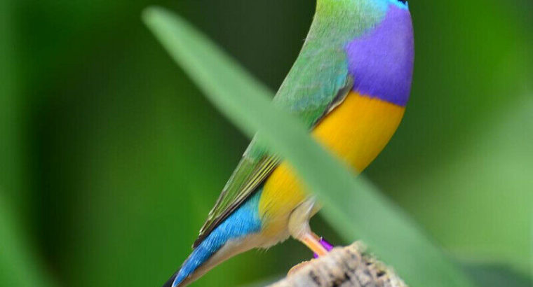 gouldian finch adults for sale