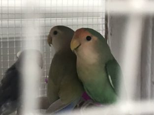 lovebird bonded pair