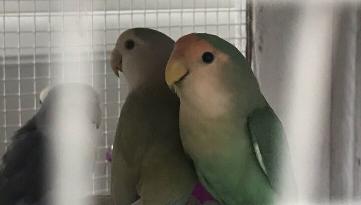 lovebird bonded pair