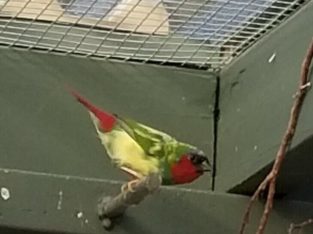 parrot finch pair